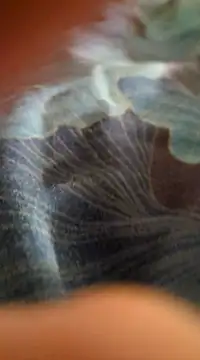 WelshXXX online show from January 2025 10:26:02 PM