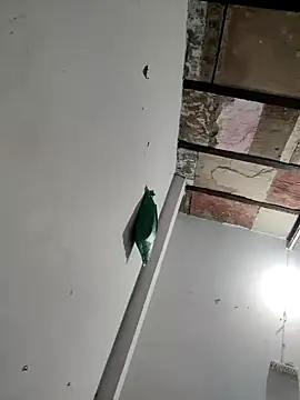 Masti441 online show from February 2025 10:26:02 AM