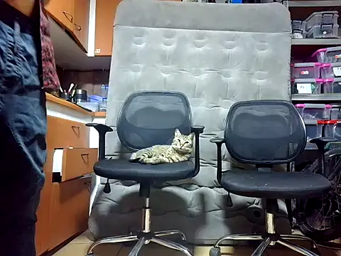 GaseMabe online show from December 2024 12:19:02 AM