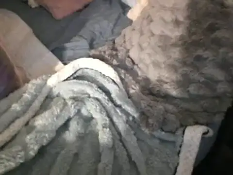 housewife shantie online show from March 2025 08:04:02 AM