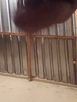 Snapshot of T9nybh3ksta66 chatting on September 2025 02:54:02 AM T9nybh3ksta66 online show from September 2025 02:54:02 AM