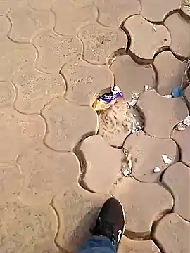 Raj41 online show from December 2025 02:50:02 AM