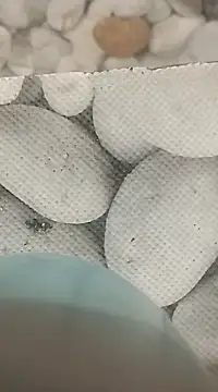 Snapshot of Playboy_bhabhi_00 chatting on February 2025 08:14:01 AM Playboy bhabhi 00 online show from February 2025 08:14:01 AM