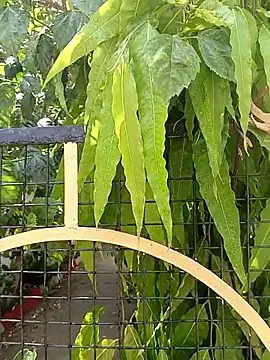 bairobunde online show from April 2026 08:17:02 AM