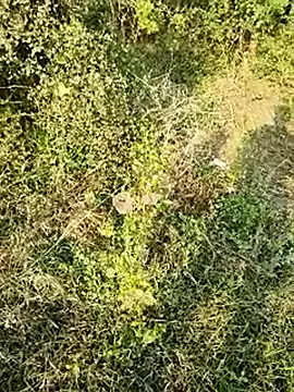 himvilohi08 online show from January 2026 10:50:01 AM