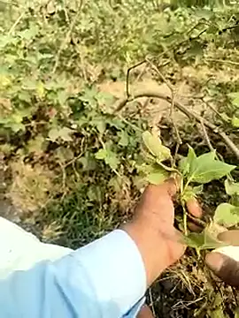 himvilohi08 online show from February 2026 04:39:02 AM