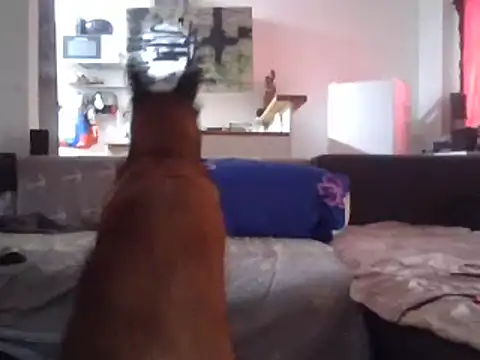 Snapshot of ThePython666 chatting on March 2026 03:34:01 PM ThePython666 online show from March 2026 03:34:01 PM