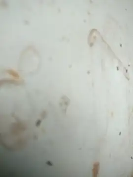 Mounstro3 online show from November 2025 04:42:01 PM