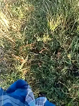 dolphiinn online show from April 2026 01:49:01 AM