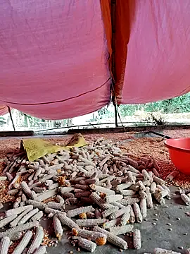 Tin tanny online show from November 2025 12:13:02 AM