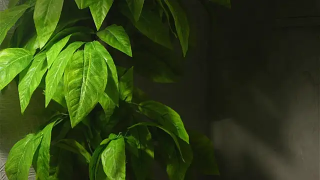 WaiMarxen online show from September 2025 11:22:02 AM