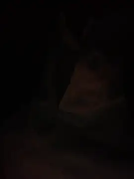 Snapshot of Halyy_xx chatting on March 2026 01:28:01 PM Halyy xx online show from March 2026 01:28:01 PM