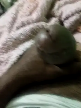 sam salman online show from February 2026 10:03:01 PM