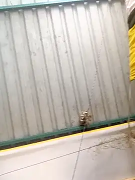 harinisree online show from October 2025 05:30:01 AM