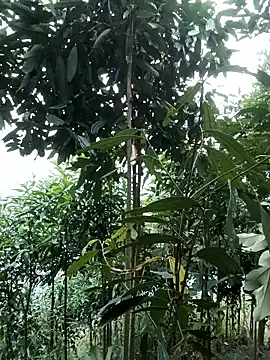 nat-tri online show from January 2026 01:33:02 AM