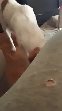 goloso80 online show from October 2025 01:11:01 PM