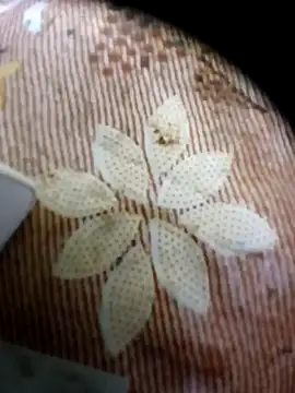 pino870 online show from April 2026 11:18:02 PM