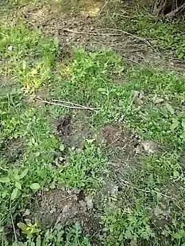 88zaifkhan88 online show from March 2026 11:06:01 AM