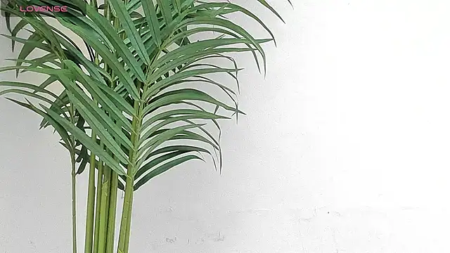 sebastamayo  online show from January 2026 08:54:02 PM