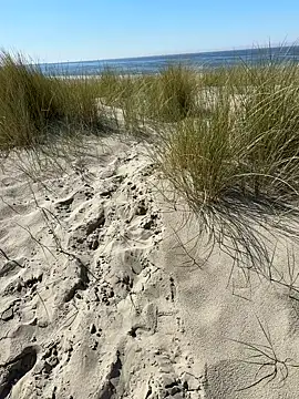 friemeldepiemel online show from May 2026 01:16:02 PM