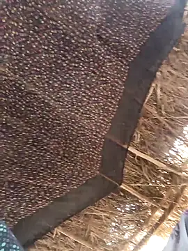 lodhi8080 online show from March 2026 06:42:01 AM