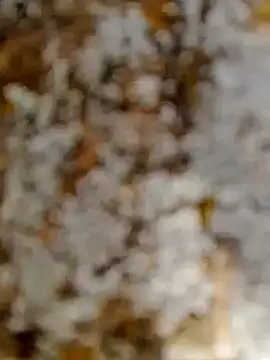 GanaderoMorboso online show from February 2026 11:08:02 AM