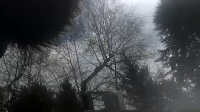 dongoralesko77 online show from April 2026 10:19:02 AM