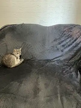 AlisRoxy online show from February 2026 06:13:01 AM