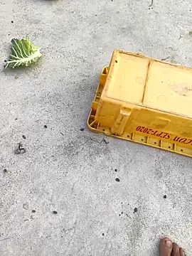 rubitrides11 online show from February 2026 11:25:02 AM