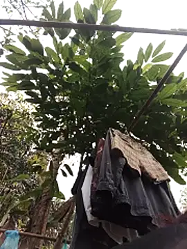 Small flower1 online show from February 2026 03:11:01 AM