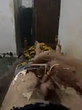 Polomoro23 online show from March 2026 07:35:01 PM