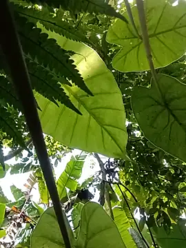 Snapshot of boy-pho- chatting on July 2026 04:16:01 AM boy-pho- online show from July 2026 04:16:01 AM