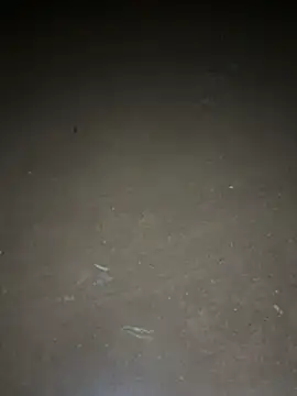 Snapshot of yingzi003 chatting on April 2026 12:39:01 PM yingzi003 online show from April 2026 12:39:01 PM