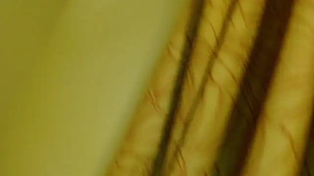 digbicku online show from October 2025 05:17:02 AM