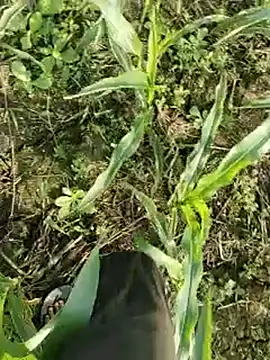 ThethunderPo online show from March 2026 02:27:02 AM