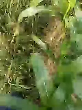 ThethunderPo online show from March 2026 02:55:01 AM