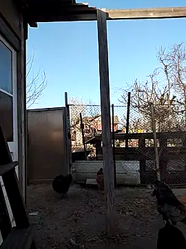 sarpe4 online show from April 2026 03:41:02 PM