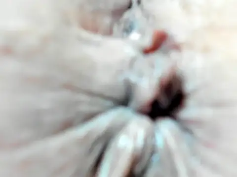 foxy-porn1 online show from February 2025 09:07:02 PM