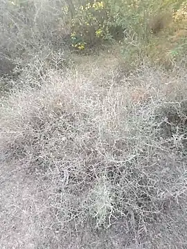 Snapshot of rameshmry1 chatting on March 2026 12:12:01 PM rameshmry1 online show from March 2026 12:12:01 PM