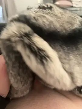 Furdale online show from February 2025 04:26:01 PM