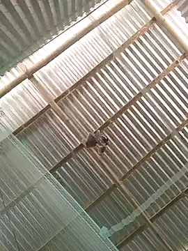 Snapshot of Gautambaro chatting on February 2026 07:37:02 AM Gautambaro online show from February 2026 07:37:02 AM