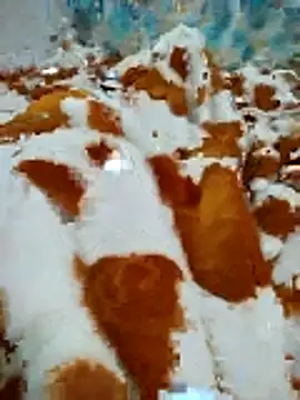 naghmi12 online show from April 2026 11:00:02 AM