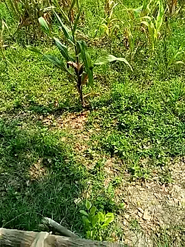 kummuduabbai online show from April 2026 04:54:01 AM