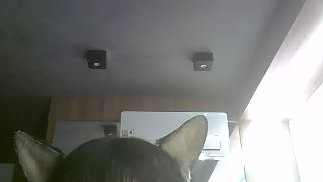 Skinny-Kitten online show from July 2026 09:35:01 AM