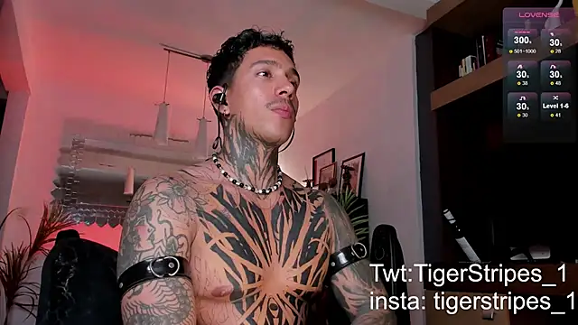 TigerStripes1  online show from February 2025 04:18:02 AM